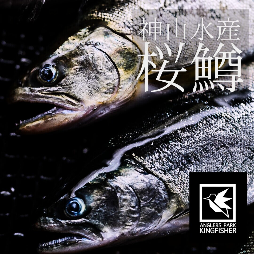 6月16日を除く6月土日放流】神山水産謹製「サクラマス」放流！ - 栃木